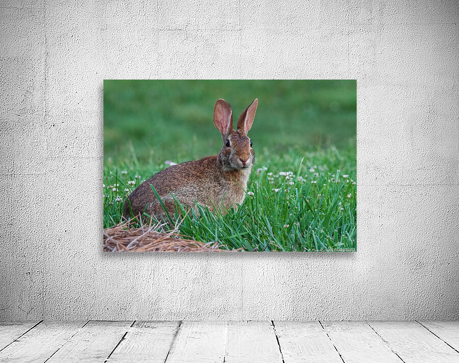 Backyard Bunny - Spring Days Wall Preview