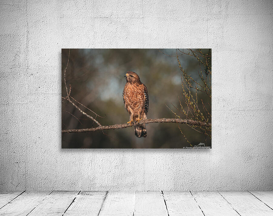 Curious Red Shouldered Hawk Wall Preview