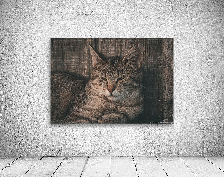 Sleepy Cat Wall Preview