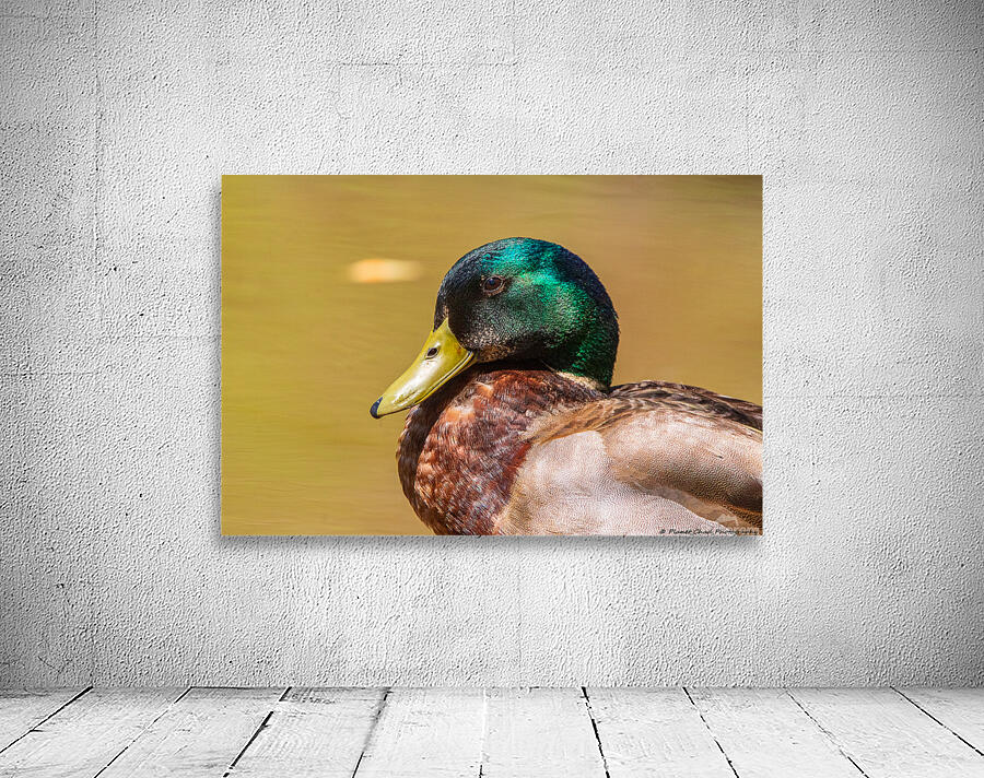 Mallard Portrait Wall Preview
