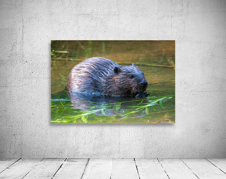 Hungry Beaver Wall Preview