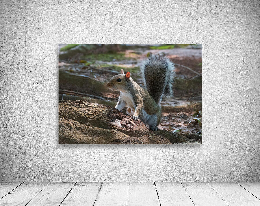 Curious Squirrel Wall Preview