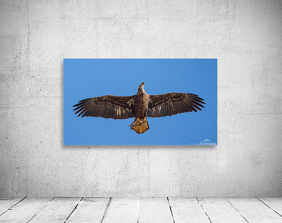 Juvenile Bald Eagle - Fresh Catch Wall Preview