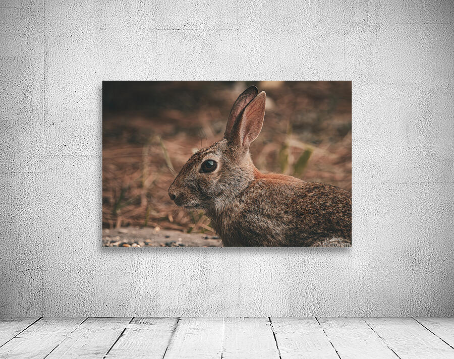 Eastern Cottontail - Backyard Close-Up Wall Preview