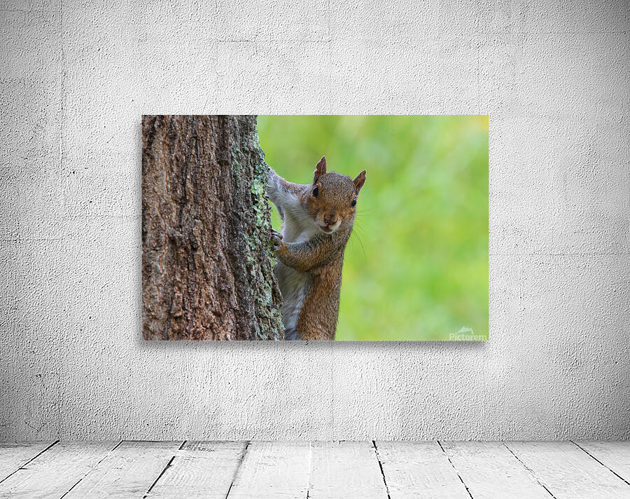 Surprised Squirrel  Wall Preview