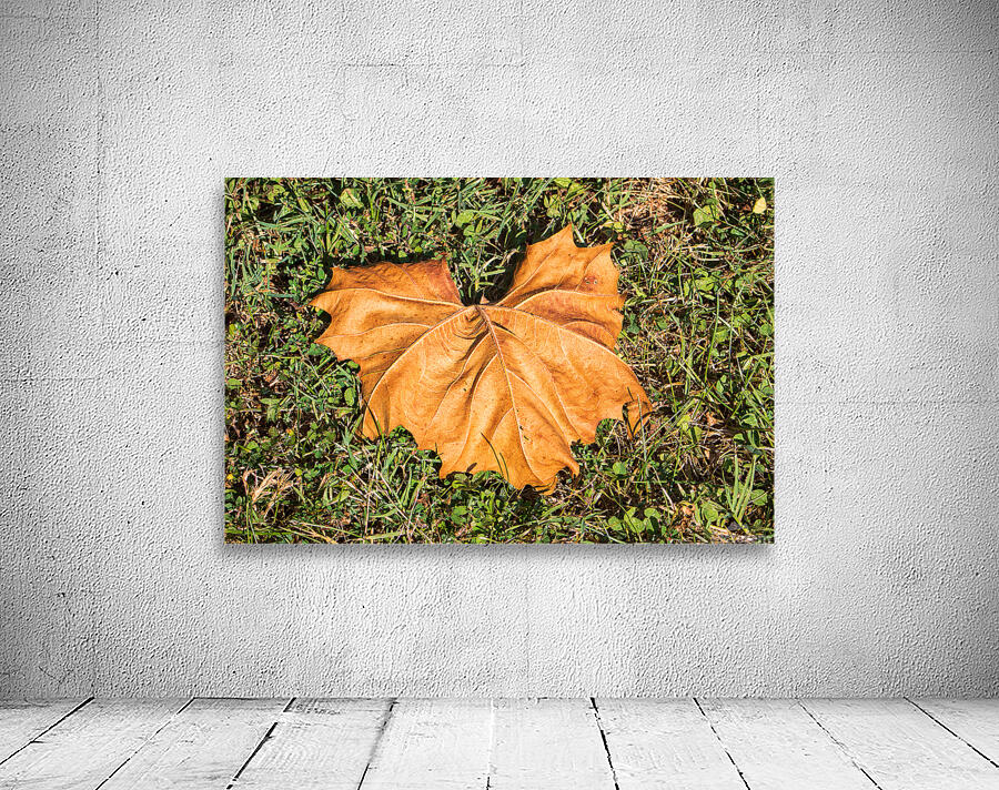 Sycamore Leaf on Grass Wall Preview