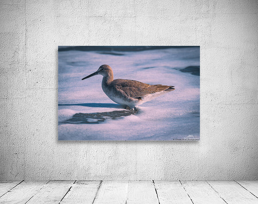 Willet - Gentle Waves Wall Preview