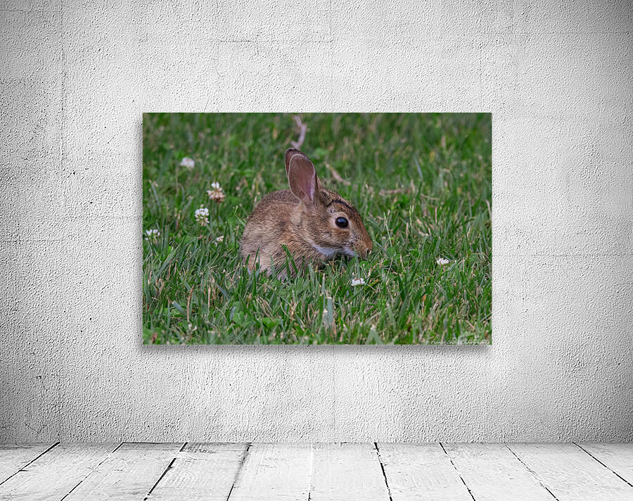 Backyard Bunny - Springtime Wall Preview