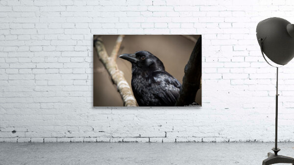  American Crow - Portrait Wall Preview