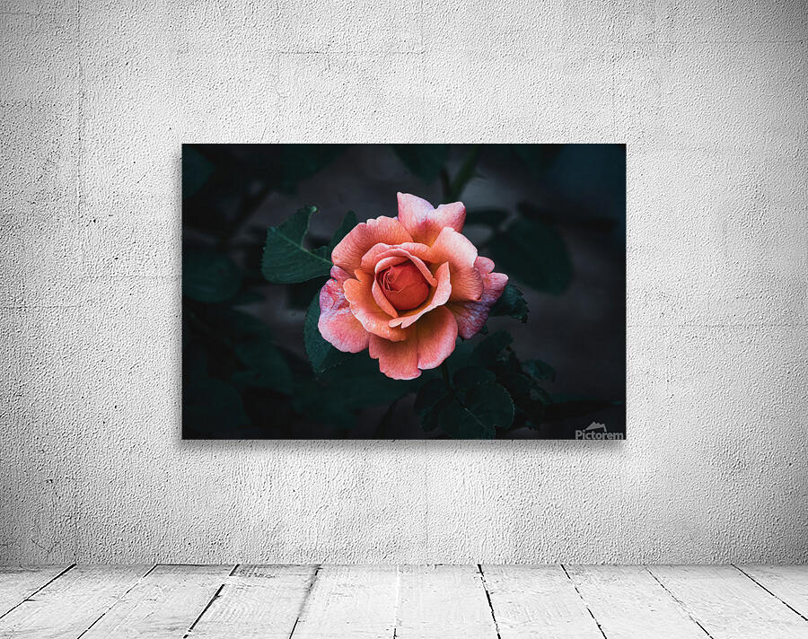 Rose - After Dusk Elegance Wall Preview