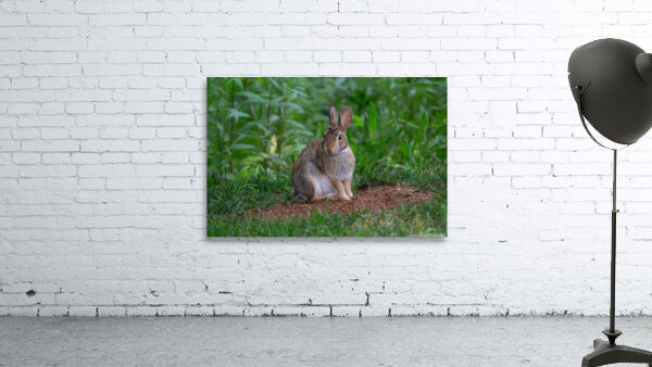Eastern Cottontail - Backyard Pose Wall Preview
