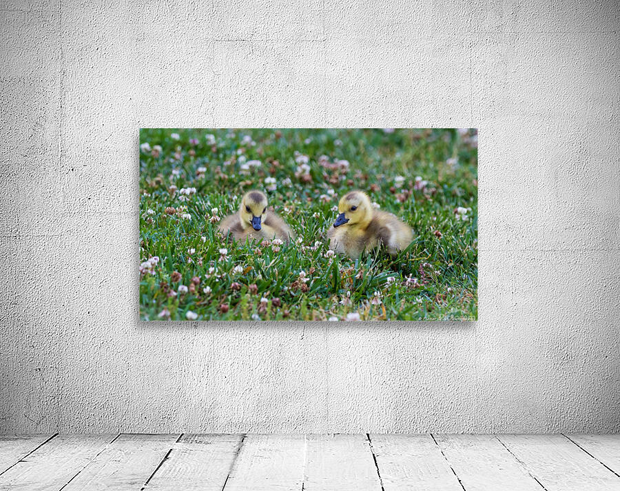Canada Goose - Gosling Portrait Wall Preview