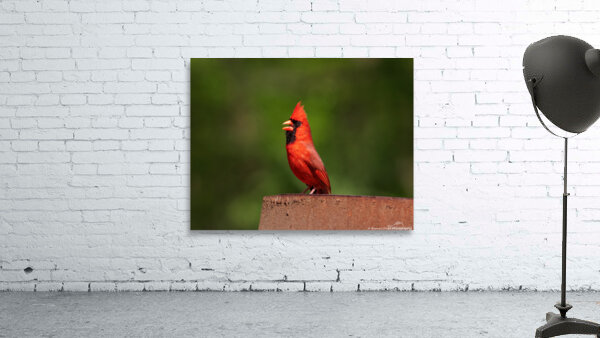 Singing Cardinal Wall Preview