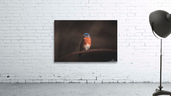 Eastern Bluebird - Springtime Wall Preview