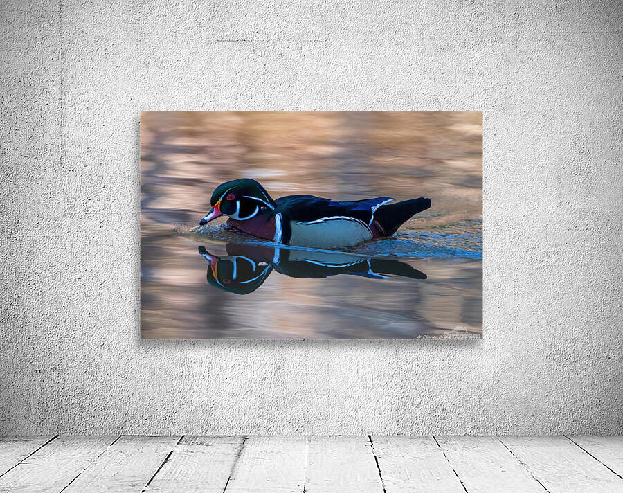Reflections of a Wood Duck Wall Preview