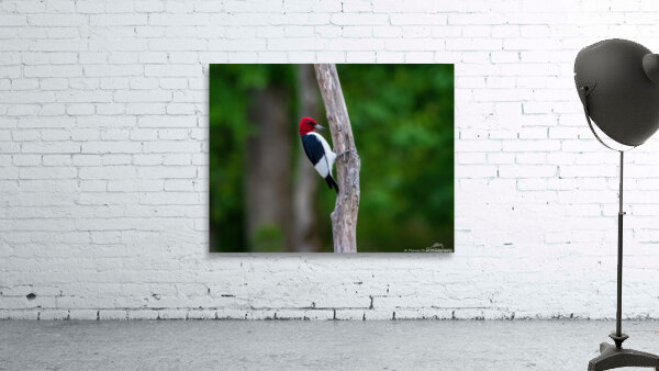 Red Headed Woodpecker Wall Preview