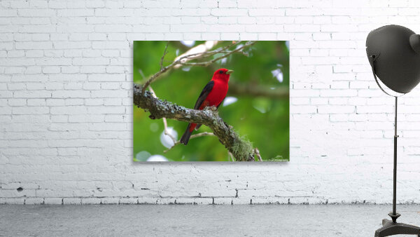 Scarlet Tanager Wall Preview