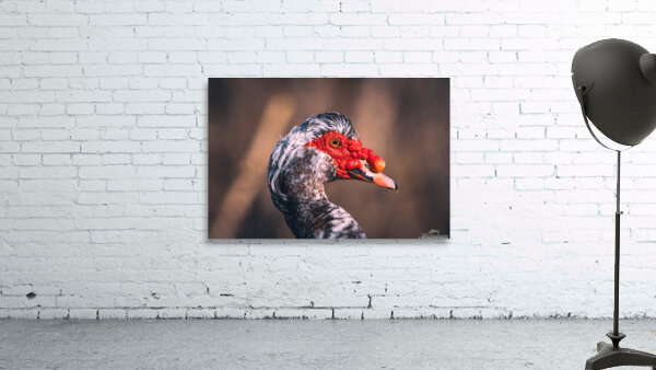Muscovy Model Wall Preview