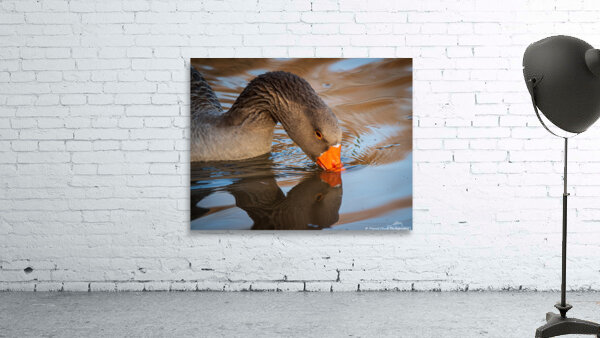 Graylag Goose - Reflection Wall Preview