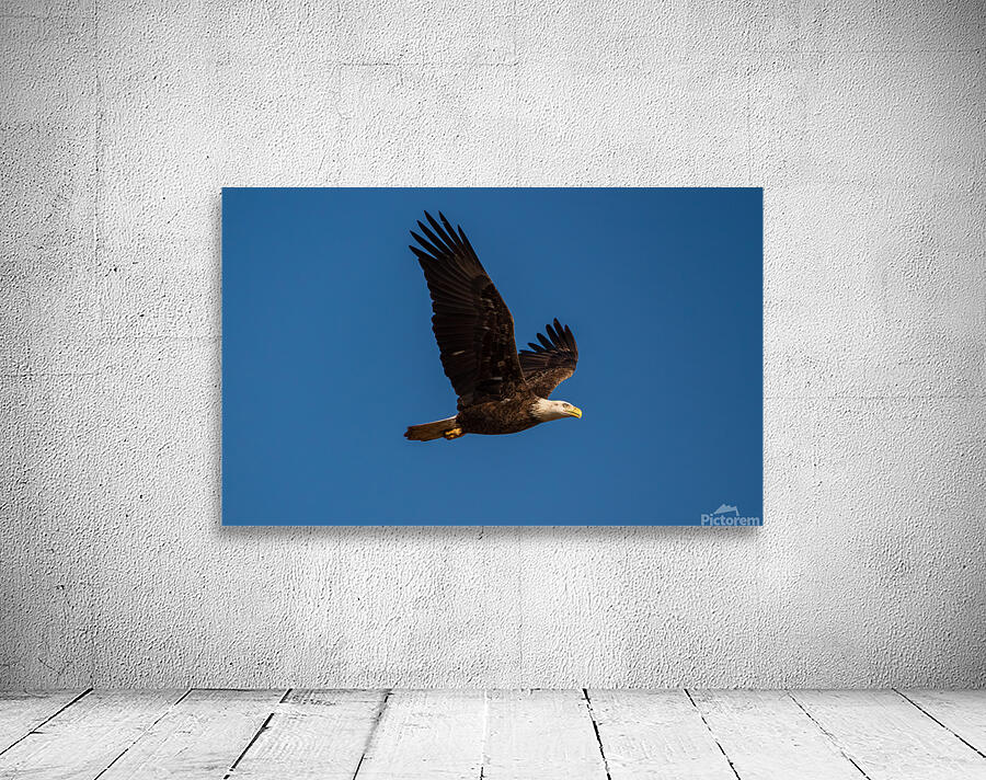 Bald Eagle - In Flight Wall Preview