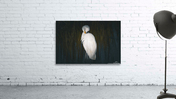  Great Egret - Preening Wall Preview
