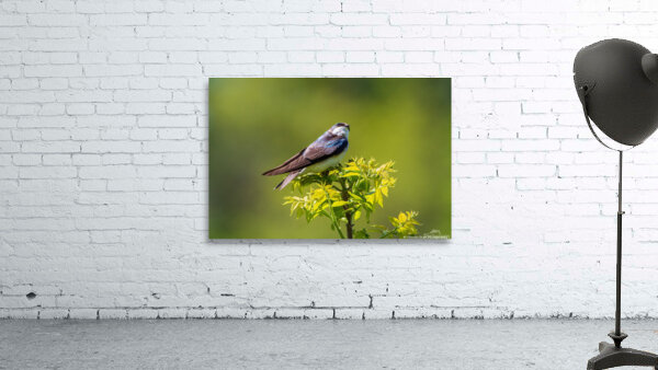 Tree Swallow - Looking Up Wall Preview