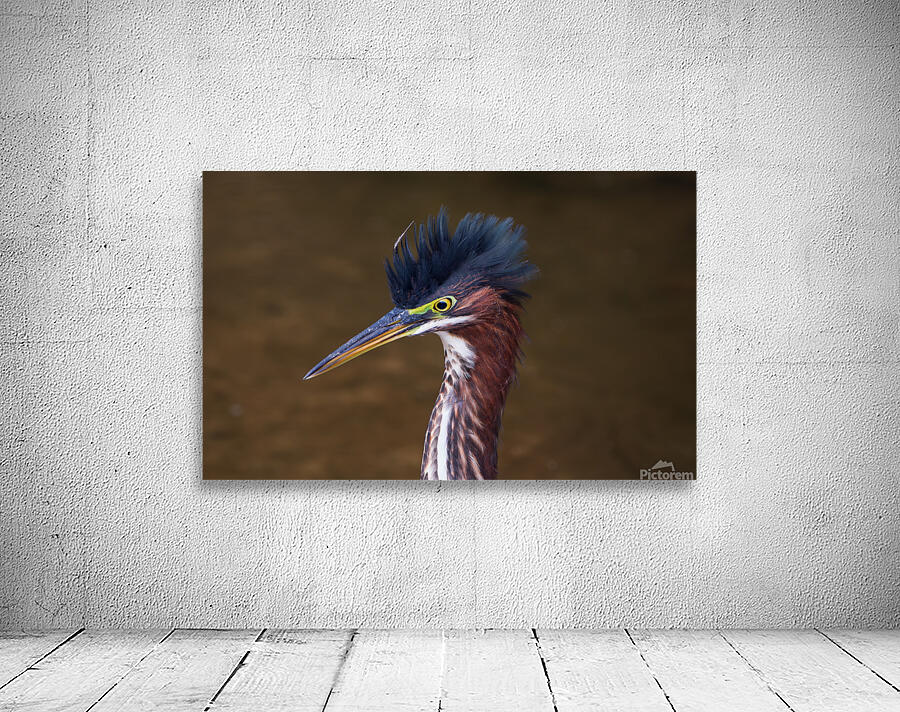 Green Heron - Flushed and Fabulous Aperçu sur mur