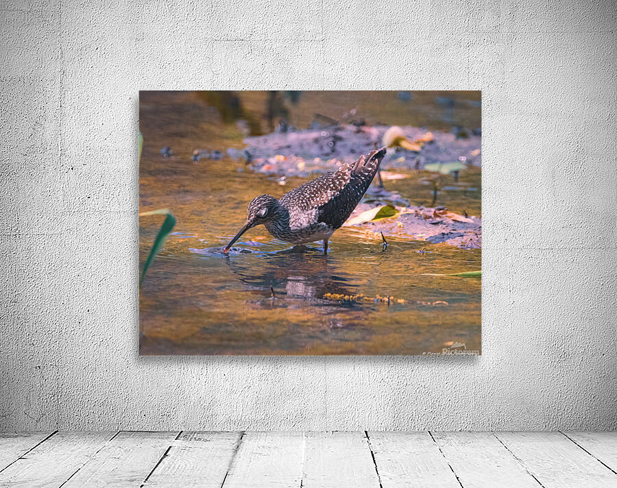 Solitary Sandpiper - Evening Sip Wall Preview