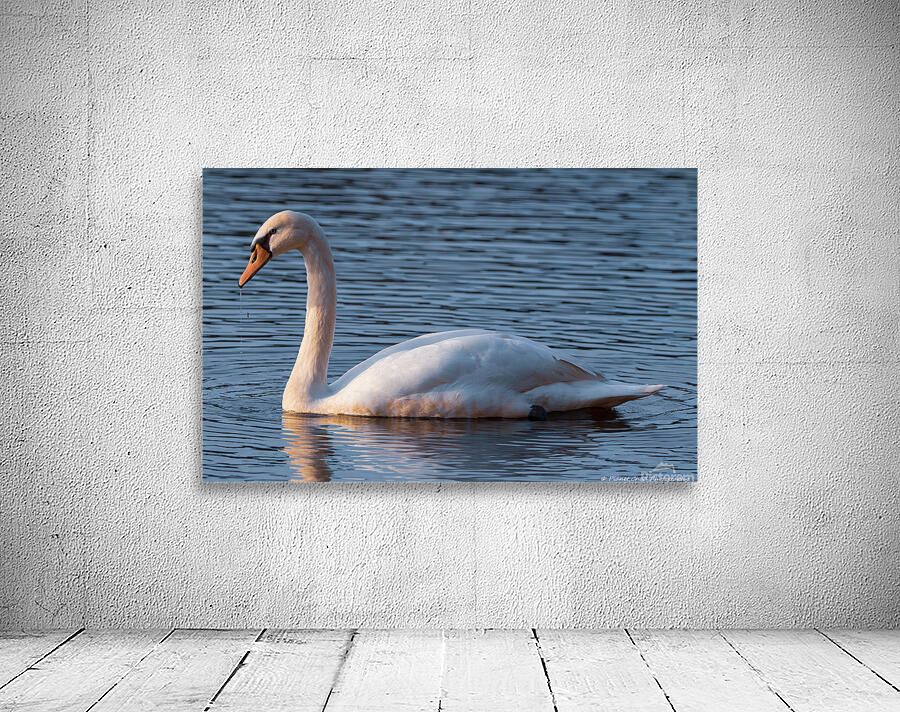 Swan Lake Wall Preview