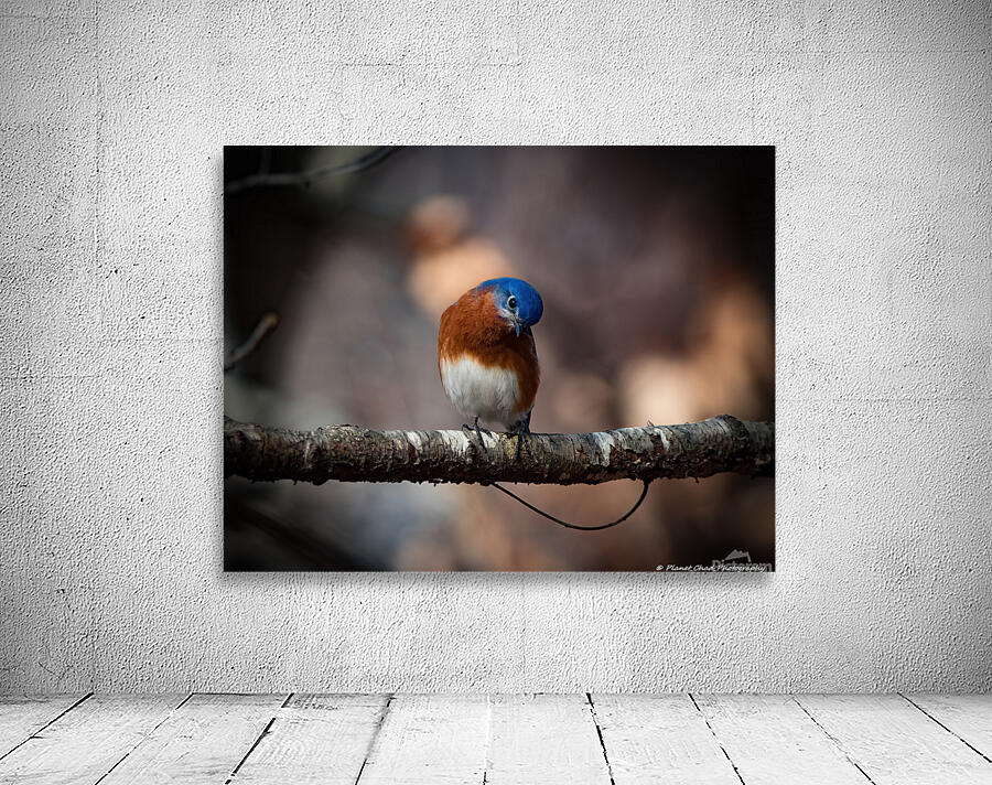 Eastern Bluebird - Inquisitive Wall Preview