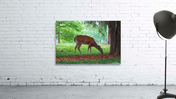 Morning Grazing Wall Preview