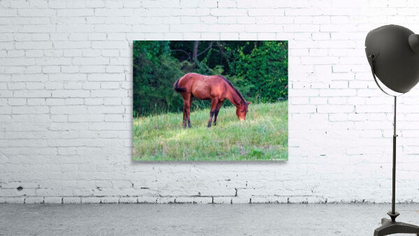 Grazing Horse Wall Preview