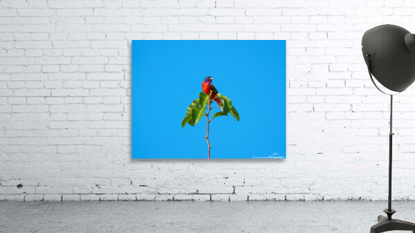 Painted Bunting - Simplicity Wall Preview