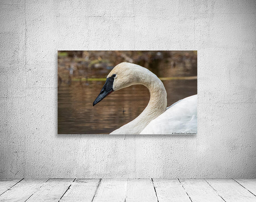 Trumpeter Swan Portrait Wall Preview