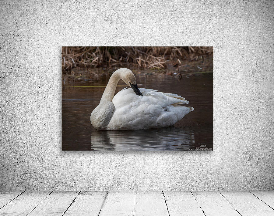 Preening Trumpeter Swan Wall Preview