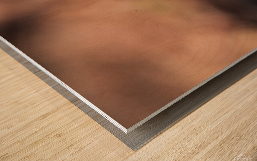 Squirrel in the Sunlight Wood print