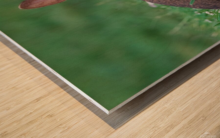 Backyard Bunny - Spring Days Wood print