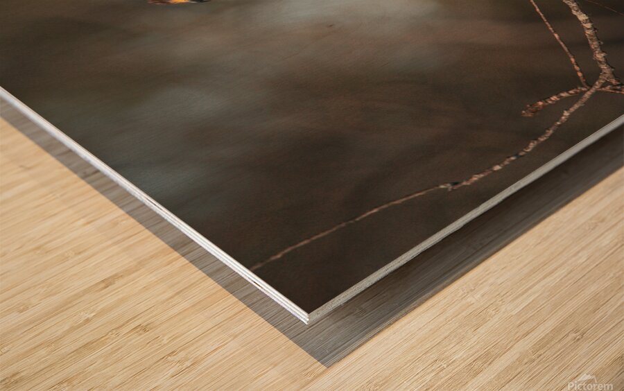 Curious Red Shouldered Hawk Wood print