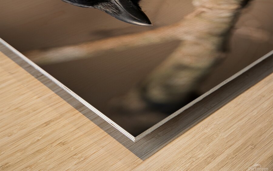  American Crow - Portrait Wood print