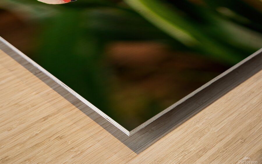 The Happy Ibis Wood print