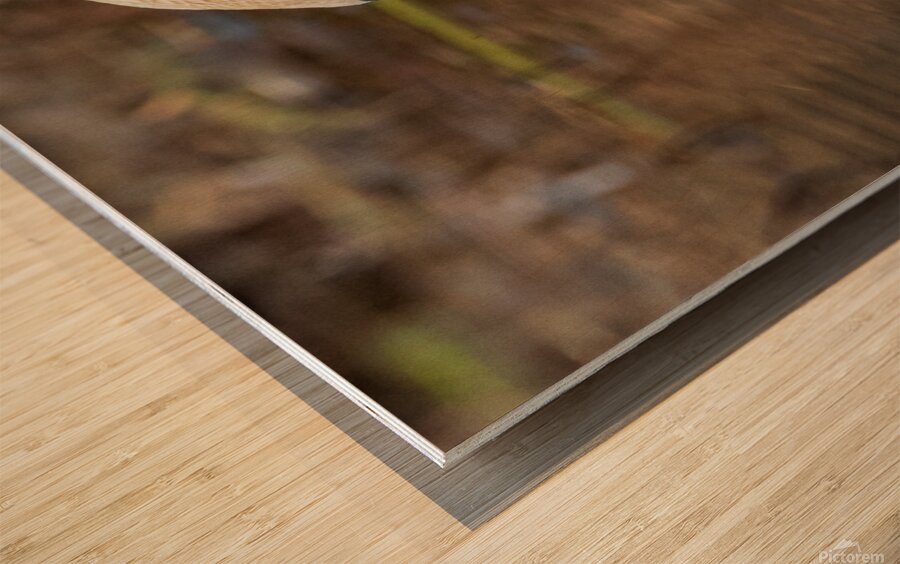 Trumpeter Swan Portrait Wood print