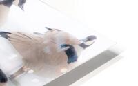 GaggleGeese HD Metal print