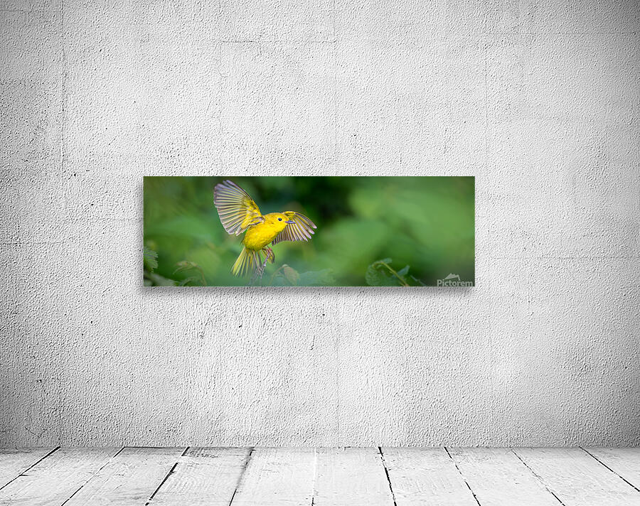 Yellow Warbler Wall Preview