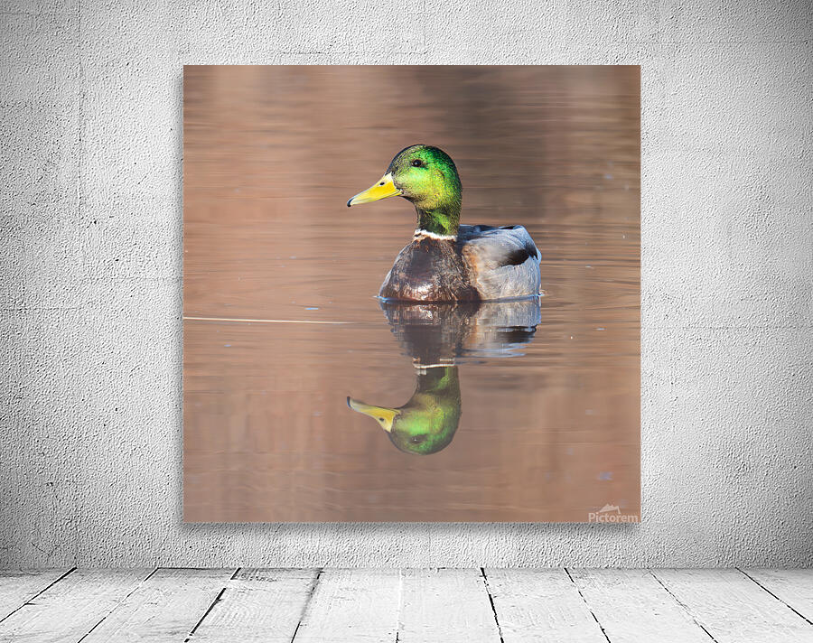 Mallard reflection Wall Preview