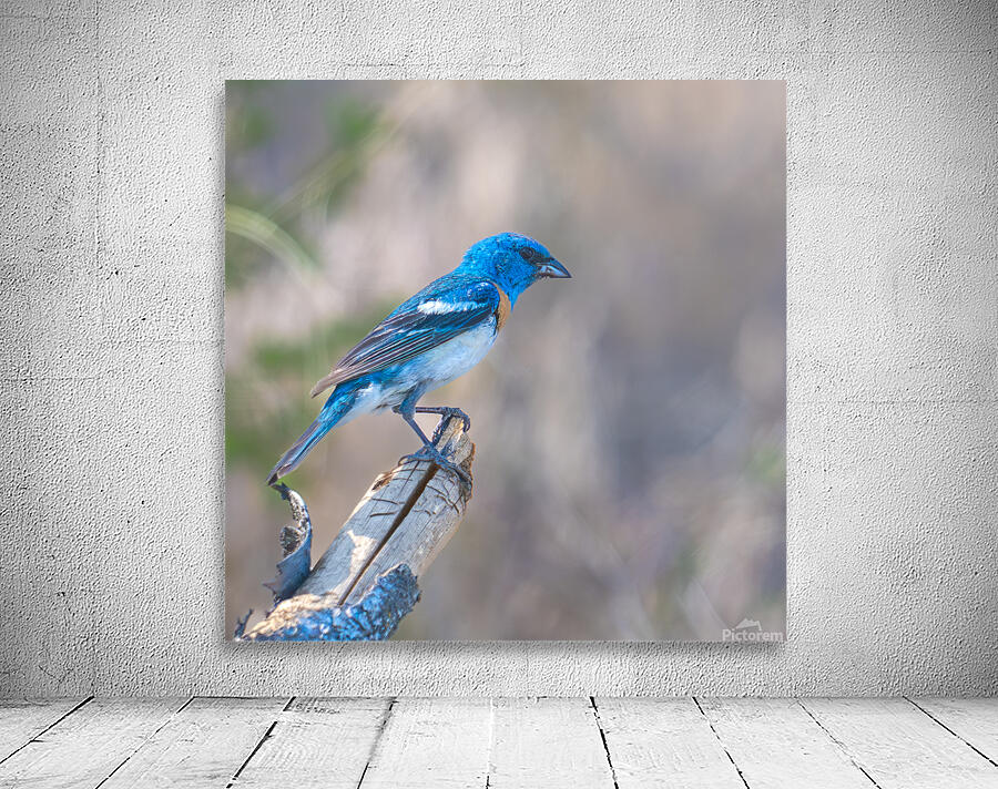 Lazuli Bunting Wall Preview
