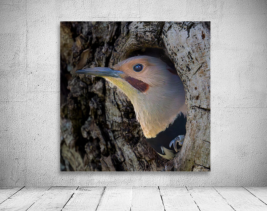Northern Flicker Wall Preview