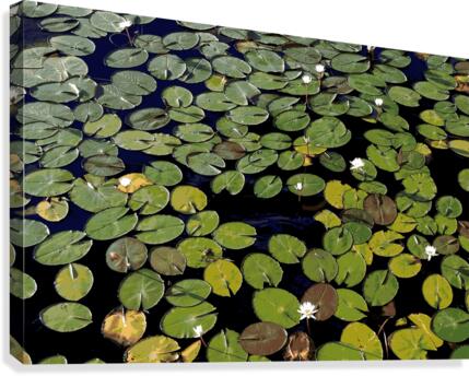 Waterlillies Canvas Print