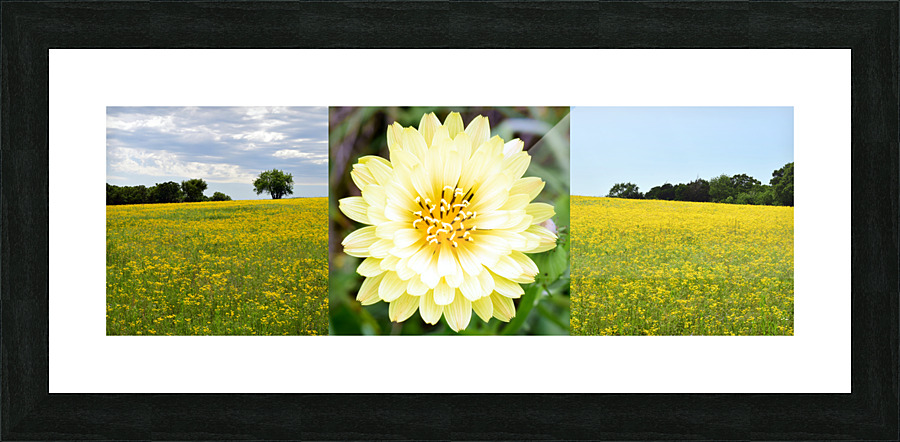 Daisy Field Picture Frame Printing
