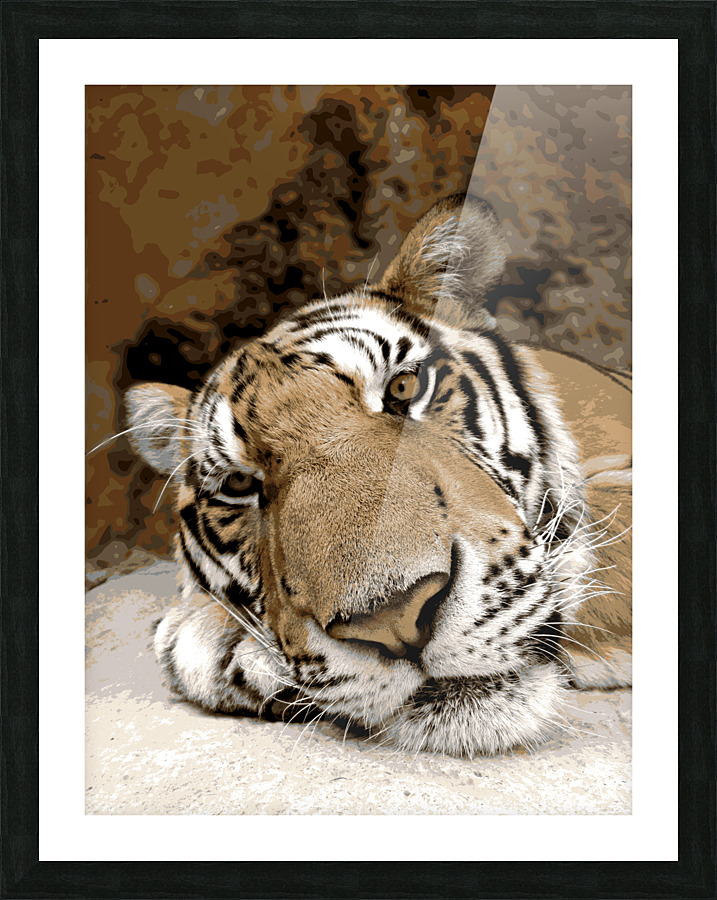 Sleepy Tiger Picture Frame Printing