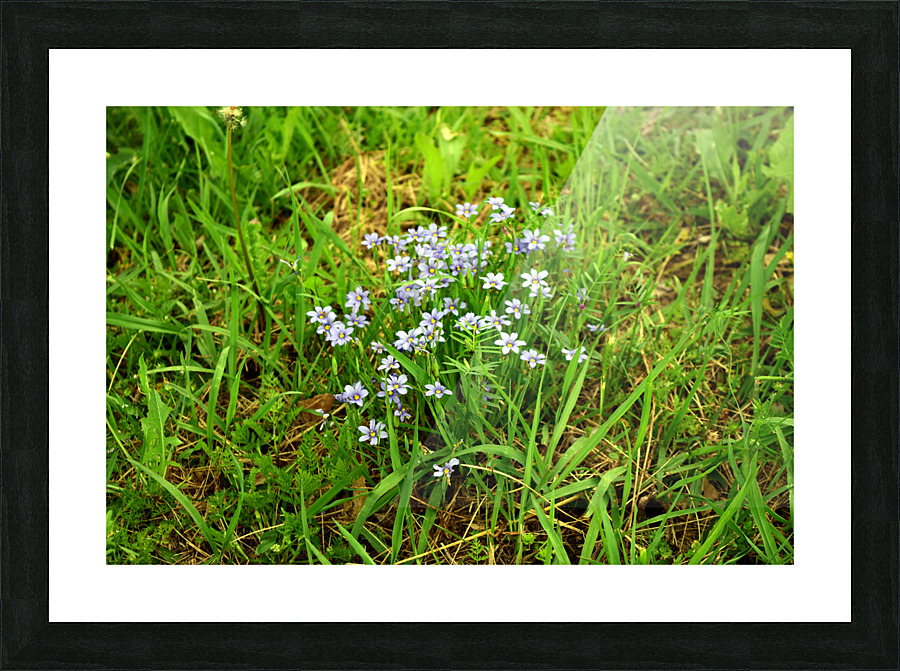 Wildflowers 14 Picture Frame Printing